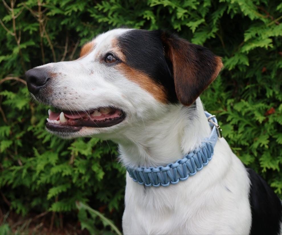 Collar Biothane & Paracord *Soft Ice Blue*