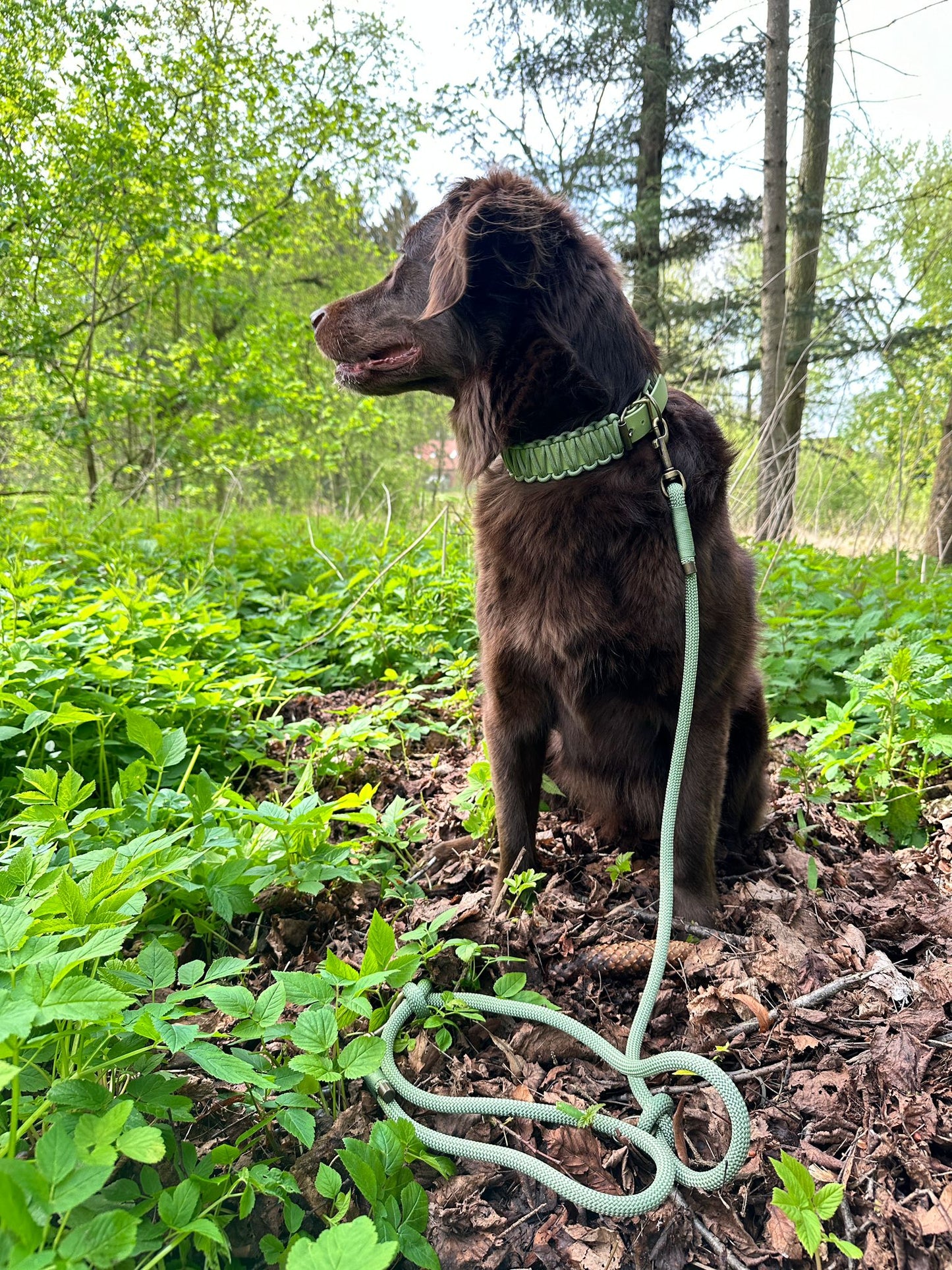 Collar Biothane & Paracord *Guacamole*