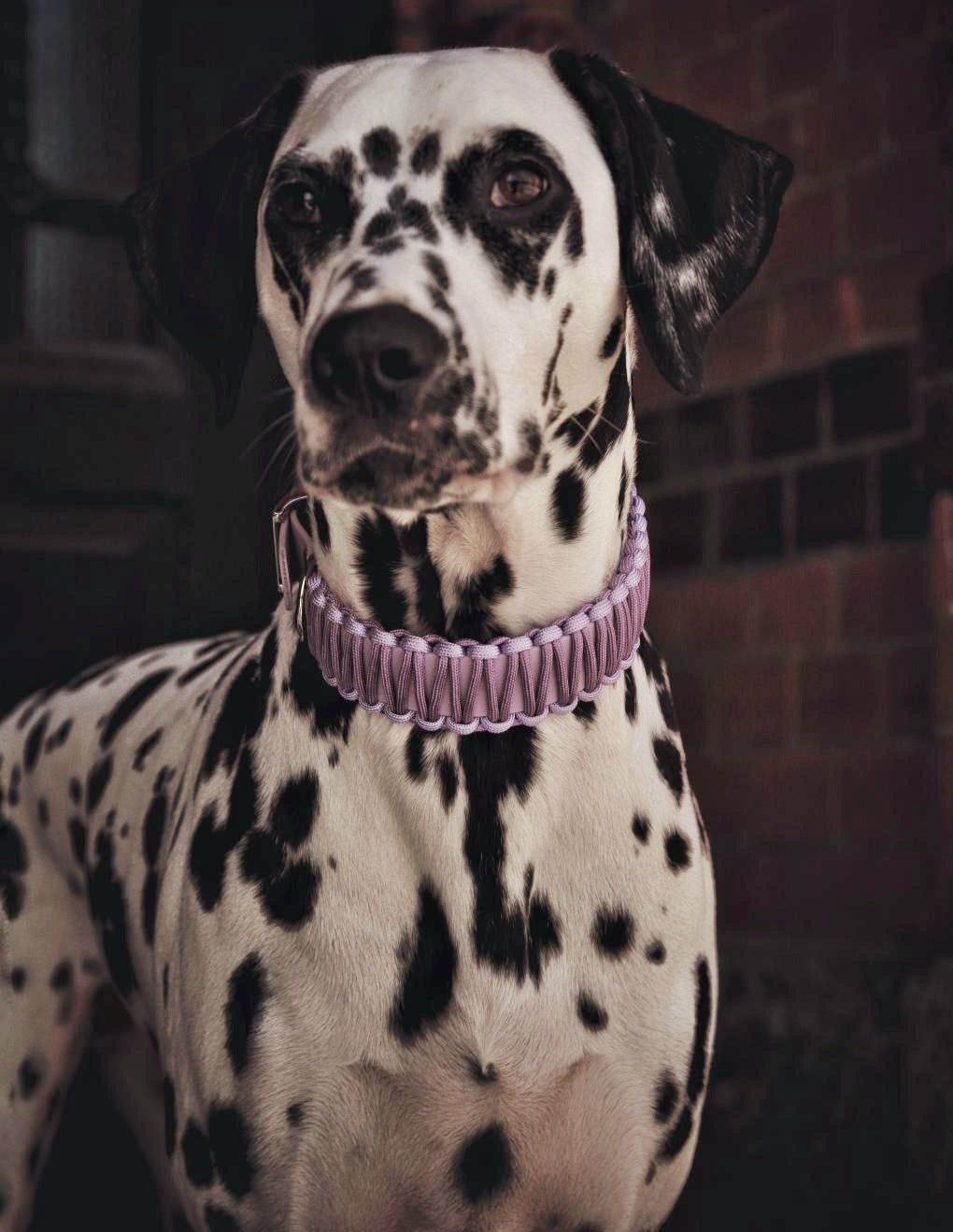 Collar Biothane & Paracord *Light Lilac*
