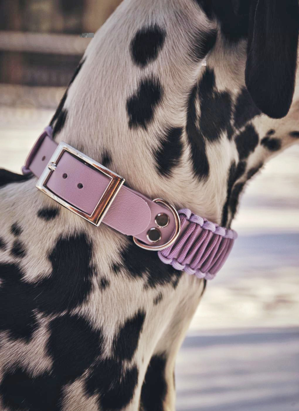 Collar Biothane & Paracord *Light Lilac*