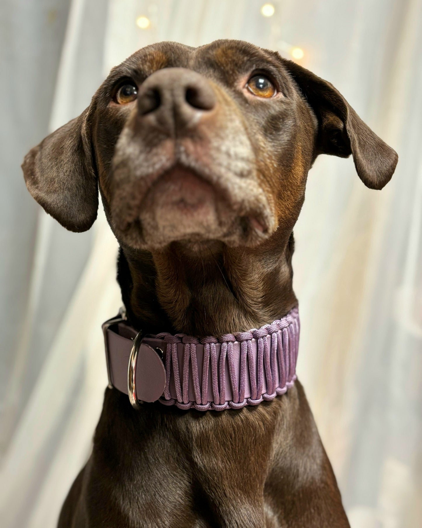 Collar Biothane & Paracord *Dark Lilac*