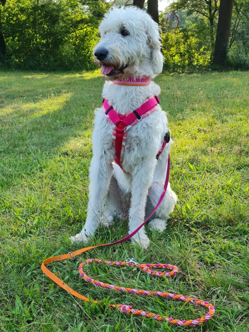Design your own unique Paracord & Biothane leash