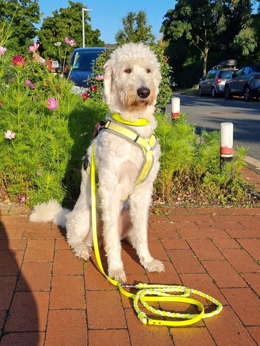 Design your own unique Paracord & Biothane leash