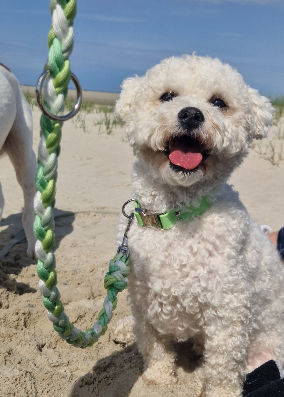 Paracord x Biothane Leash *Mint-Light Green* 