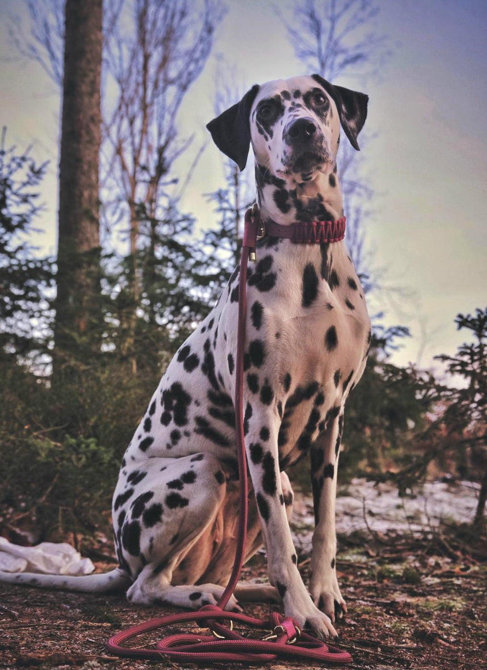 Halsband Biothane & Paracord *Burgundy*