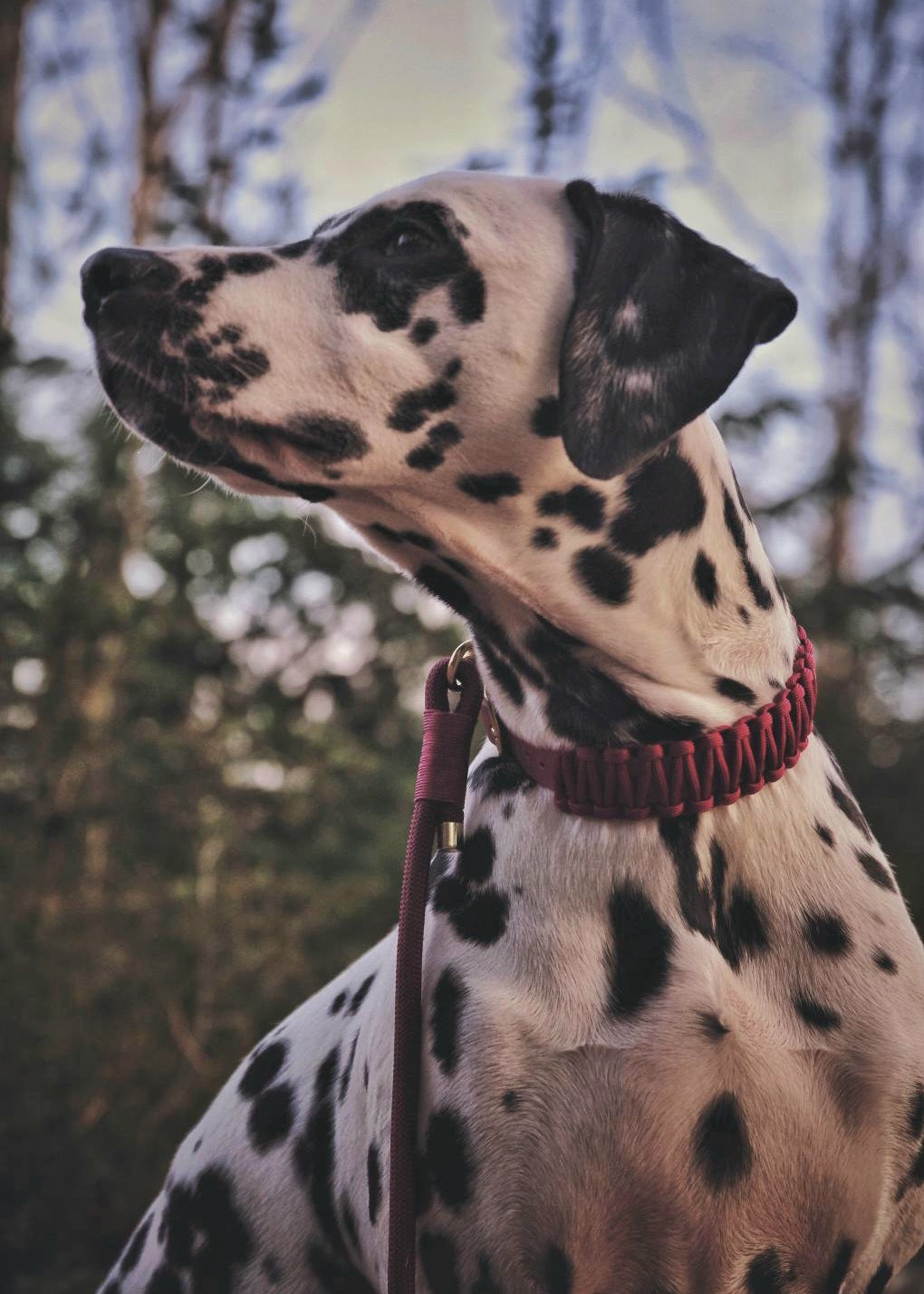 Halsband Biothane & Paracord *Burgundy*