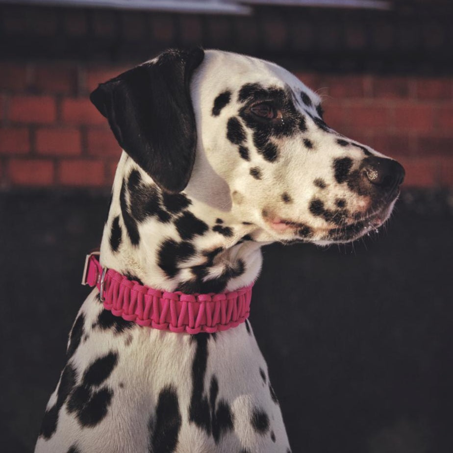 VALKIES Reflect – Veganes Halsband Für Hunde Mit Zugstopp, Biothane®, Paracord-Seil, Wasserfest, Reflektierend, In Größe XS (bis 31cm Kopfumfang)