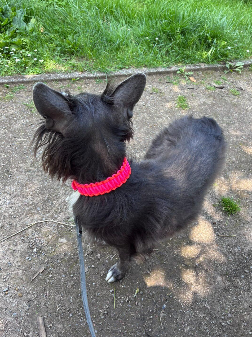 Halsband Biothane & Paracord *Neon Pink & Orange*