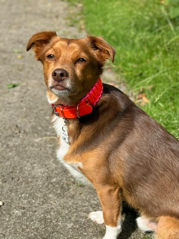 Halsband Biothane & Paracord *Neon Orange & Pink*