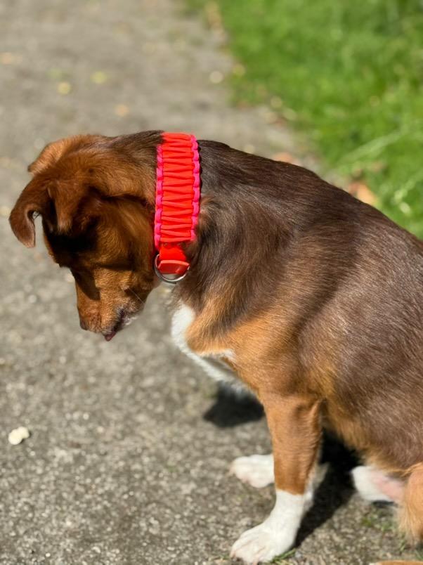 Halsband Biothane & Paracord *Neon Orange & Pink*