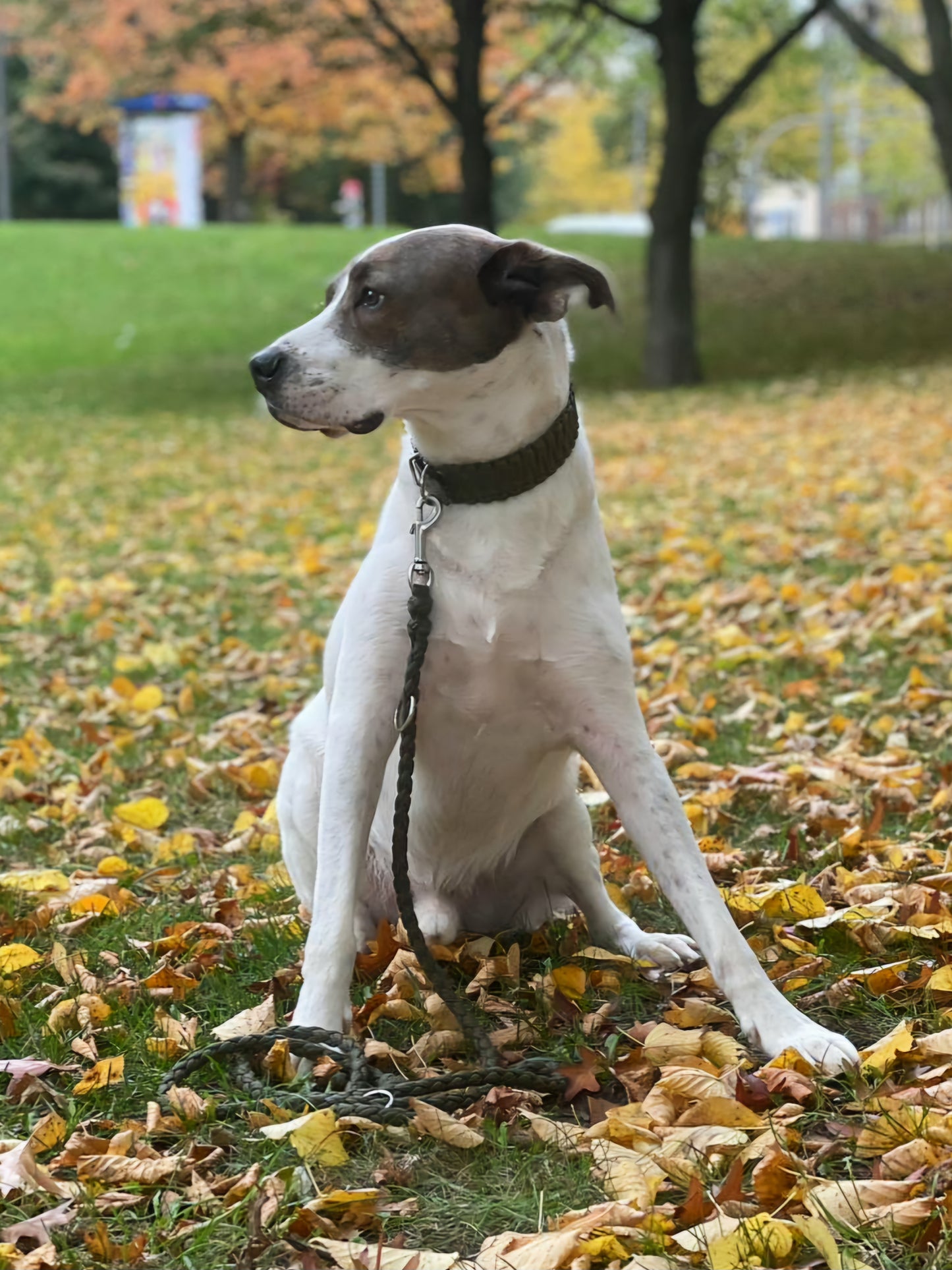 Halsband Biothane & Paracord *Oliv*