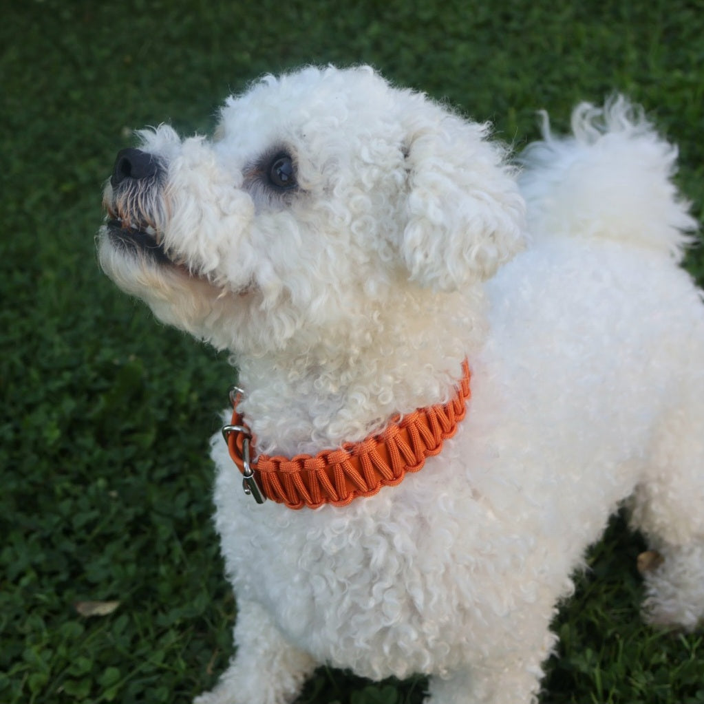 Collar Biothane &amp; Paracord *Orange*