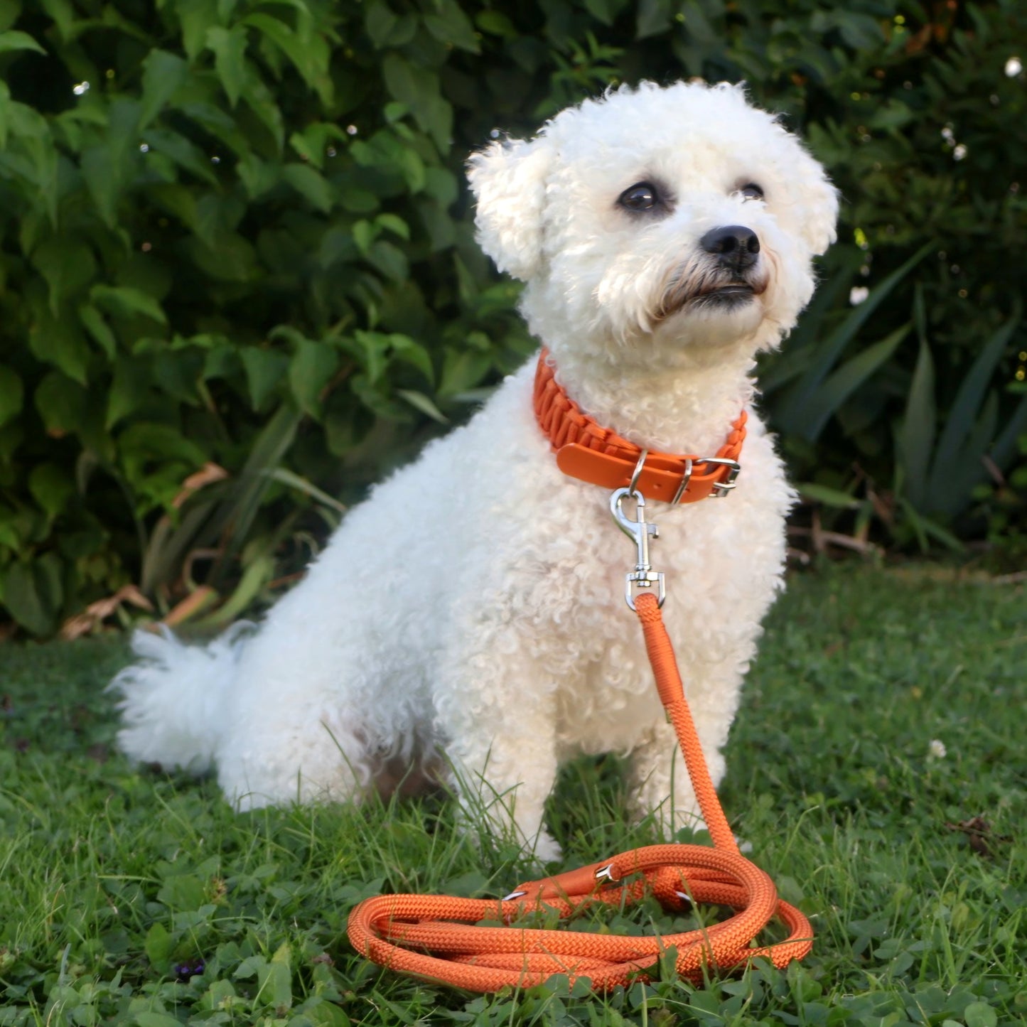 Collar Biothane &amp; Paracord *Orange*