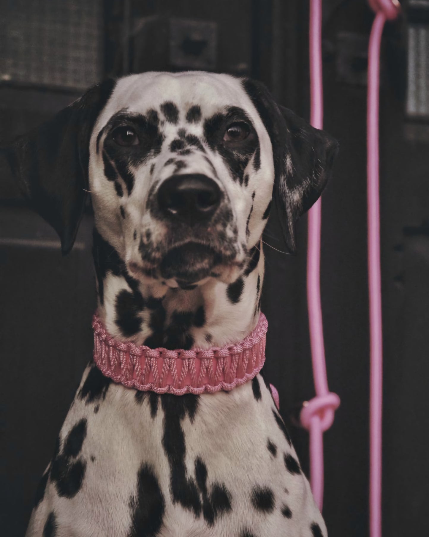 Collar Biothane &amp; Paracord *Pastel Pink*