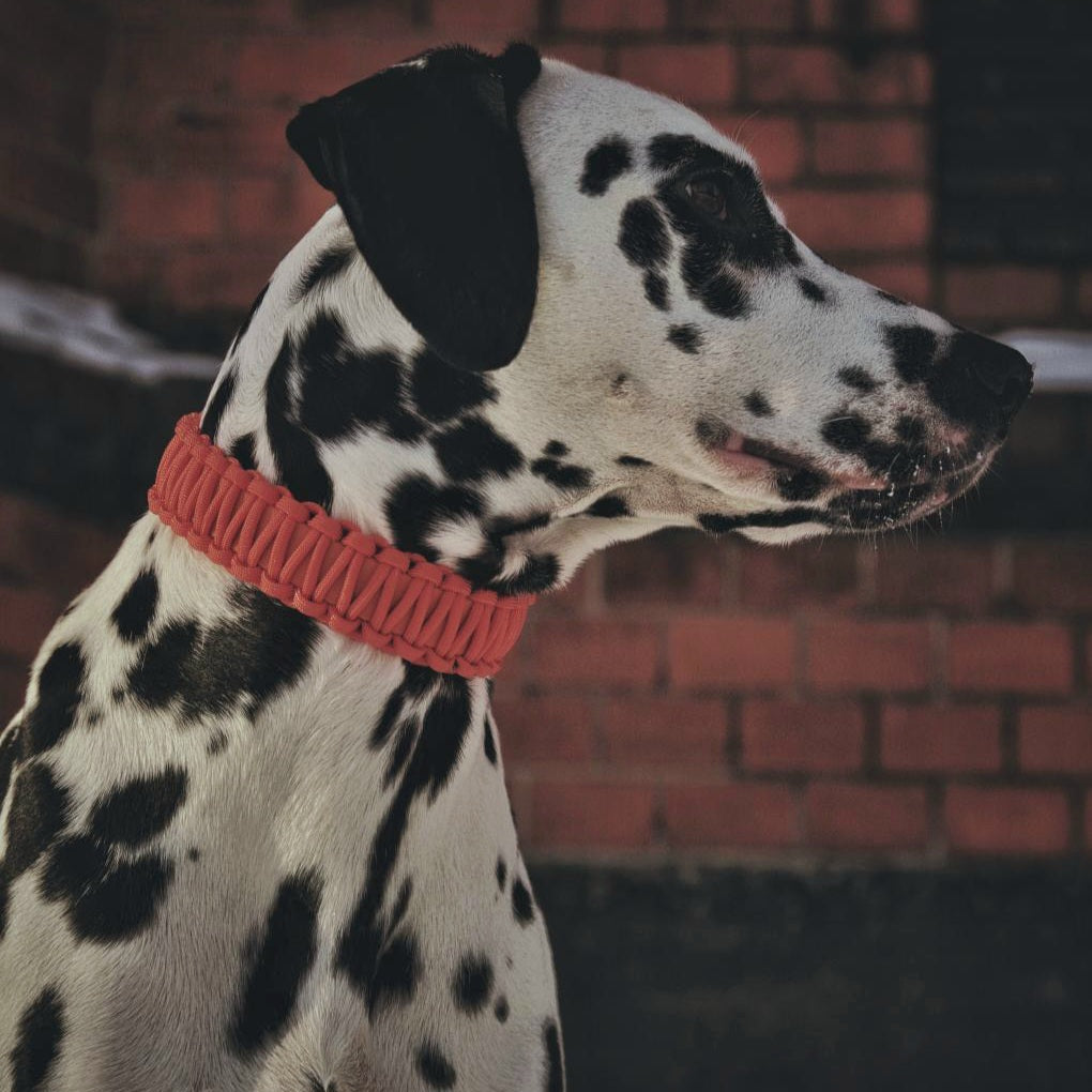 Collar Biothane &amp; Paracord *Orange*