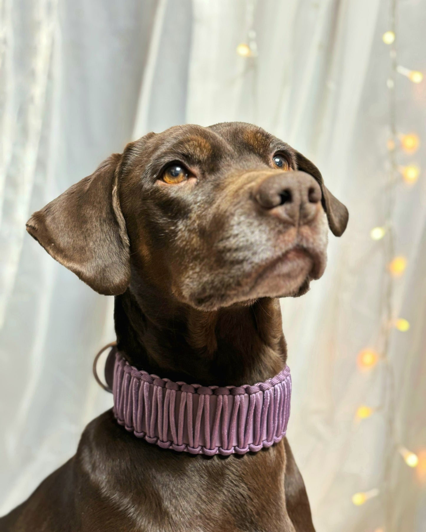 Collar Biothane &amp; Paracord *Dark Lilac*
