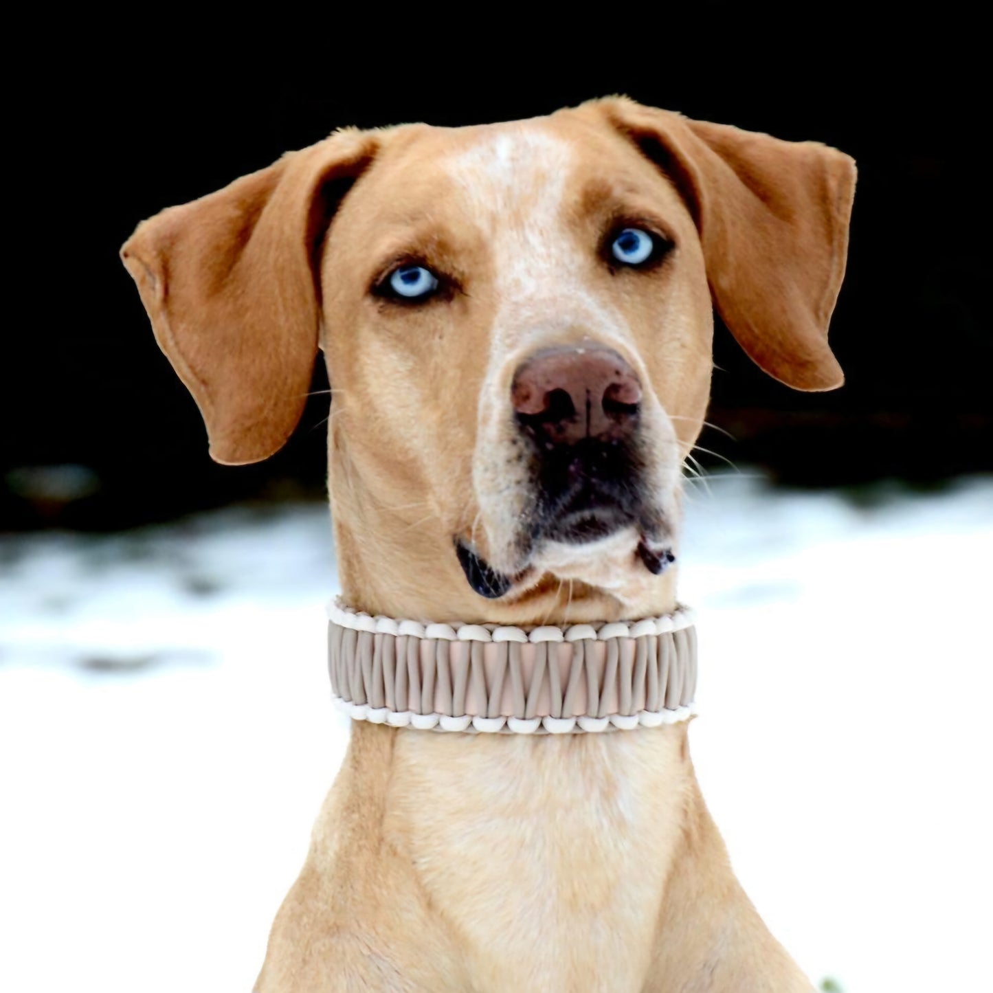 Collar Biothane &amp; Paracord *Mocha*