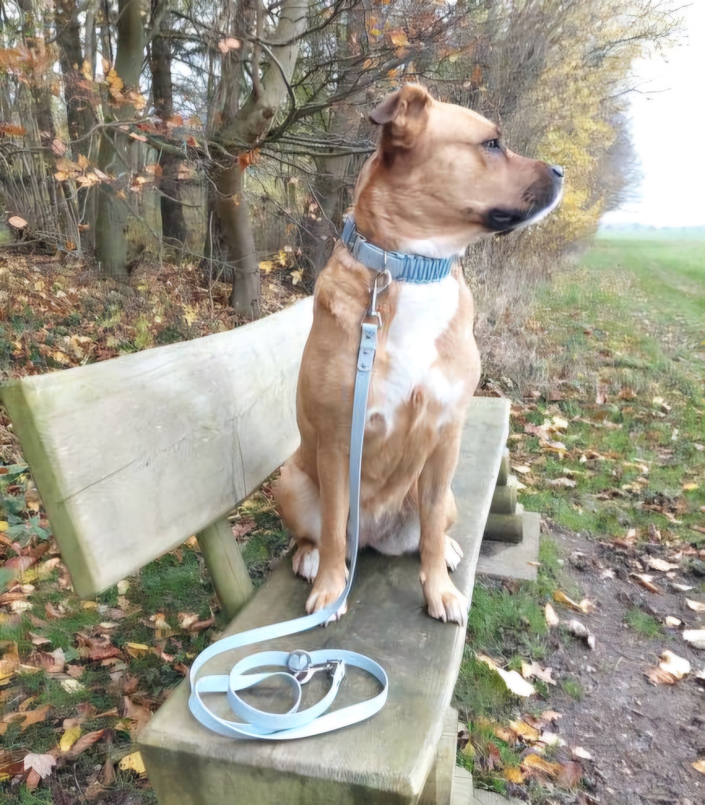 Leash Biothane *Ice Blue*